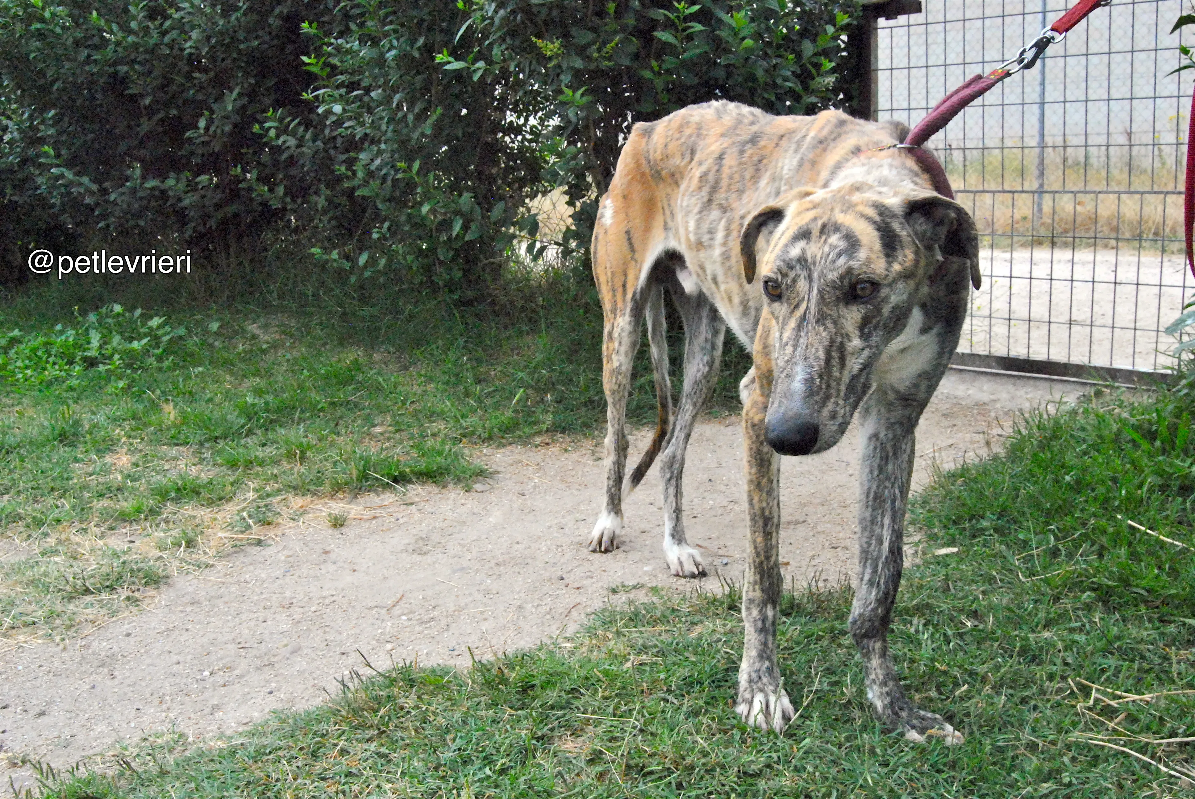 11 yasi adozione levrieri galgo