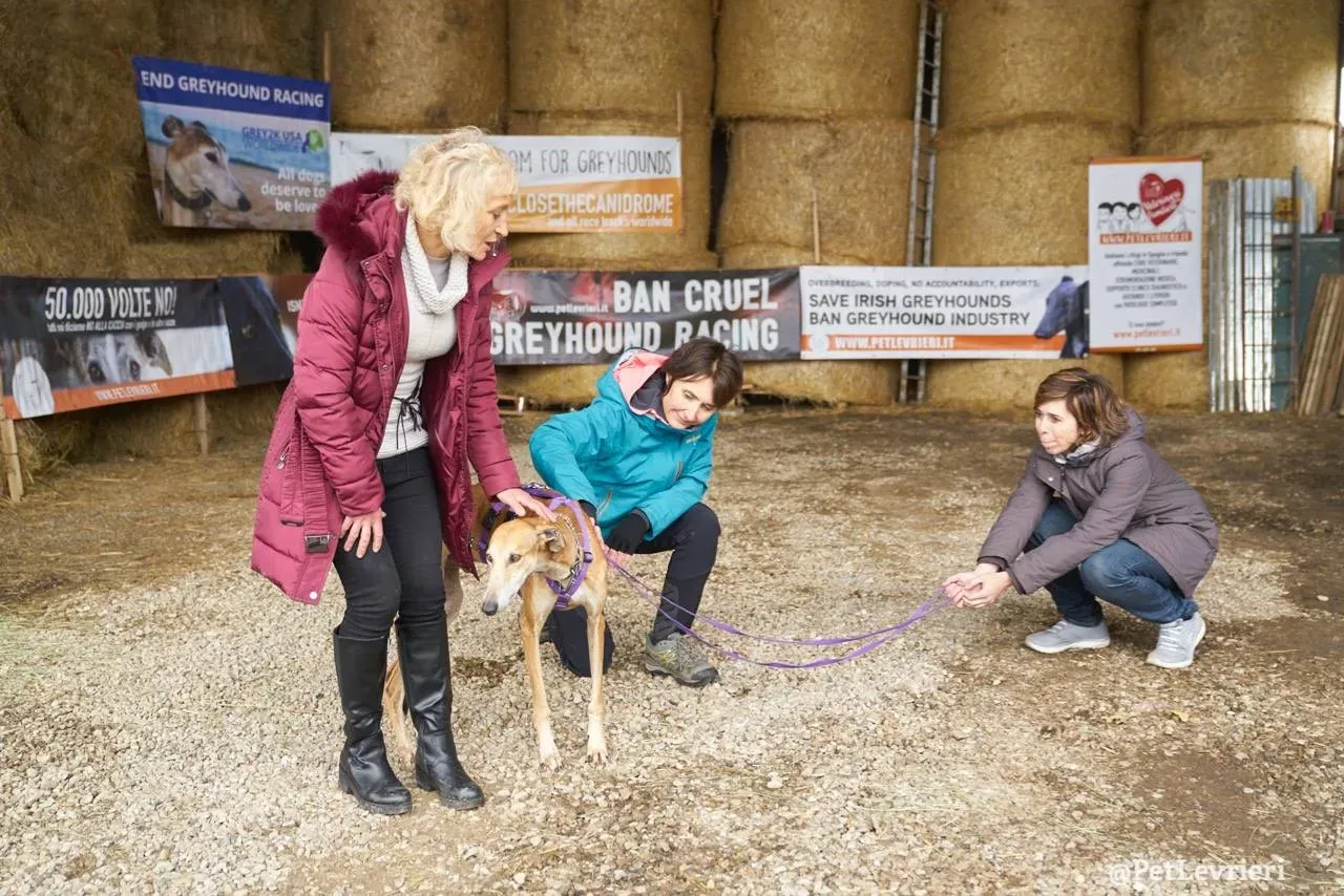 12 imperio galgo adozione pet levrieri onlus