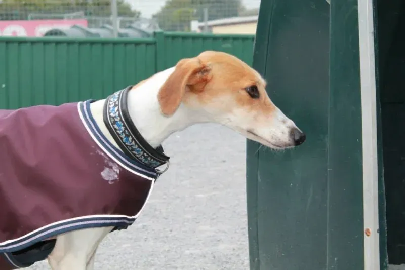 12002125 1077889172228781 3293323615802960047 n