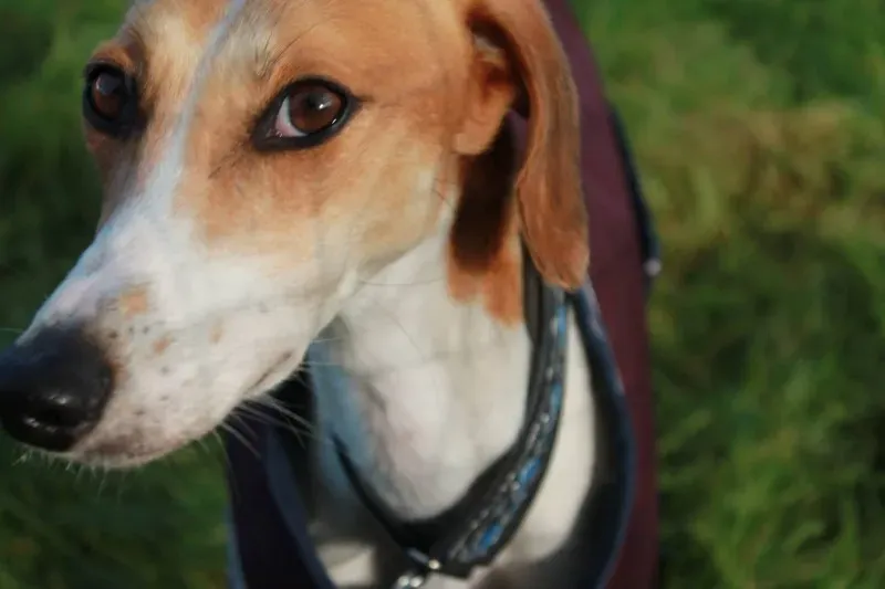 12002446 1082121371805561 2629902219935859770 o