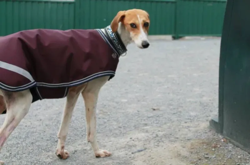 12002819 1077889152228783 410139895625610779 n