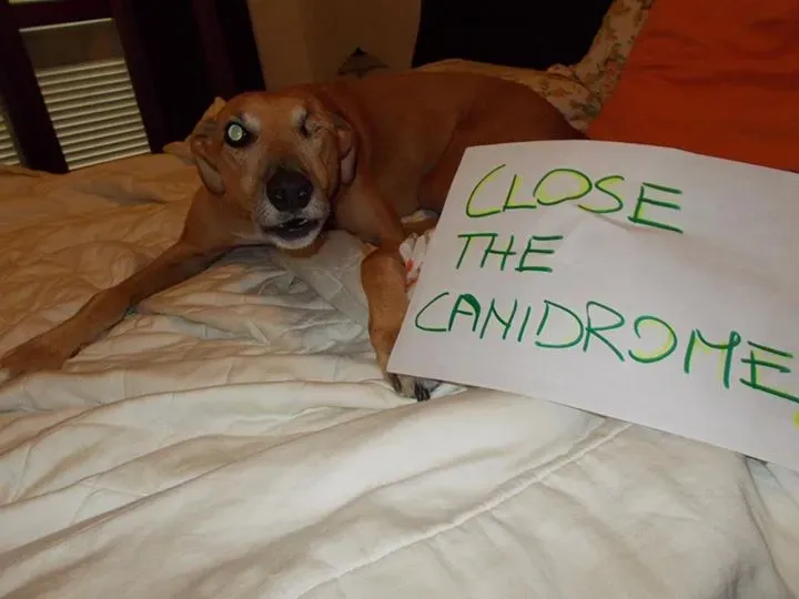 12003032 10206749697813826 8960167527414004564 n