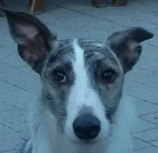 12003161 1994435324114388 6138645715700011779 n