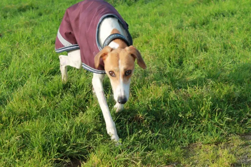 12006486 1082121478472217 4335631376280784287 o