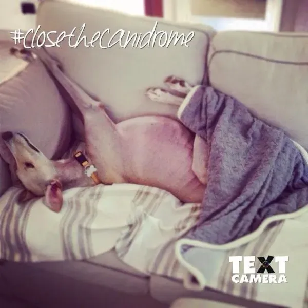 12011164 10205946334750156 5579002206161150603 n