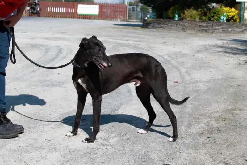 12011287 905010486257222 7624840219602313242 n