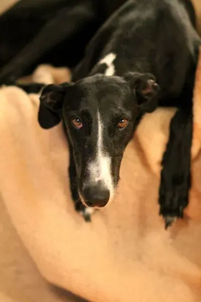 12015021 10207733073305295 6551517467119707222 o