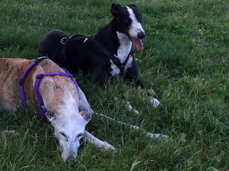 12017498 751911441601934 458395611555405498 o