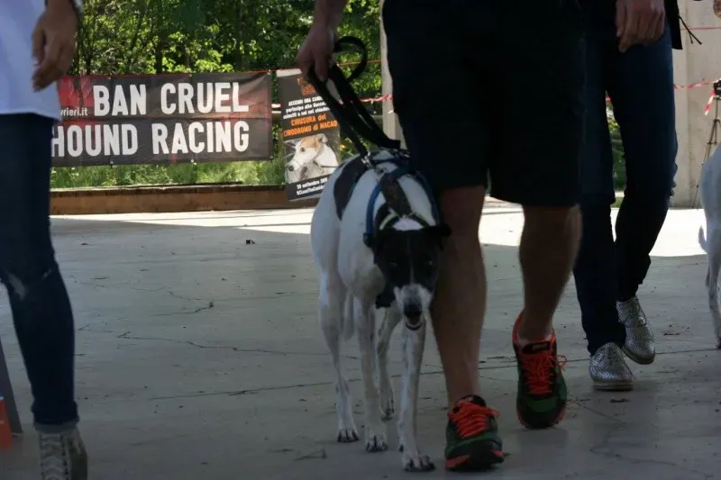 12017502 894539100629946 5950395866571894995 o