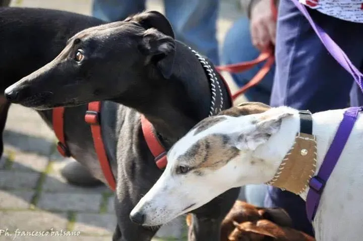 12019786 891676457582877 729114031188294656 n