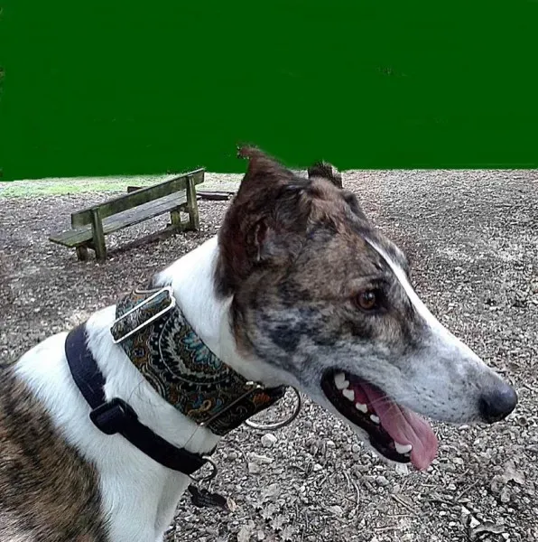 12027164 10205219704228501 3908721426024033230 o