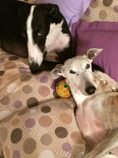 12028690 751910864935325 4542165910512688526 o