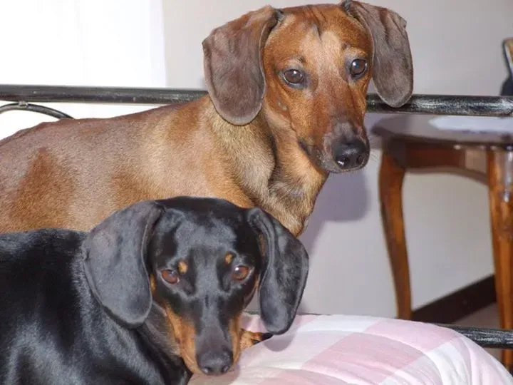 12032040 1021881117832777 2738166704745683894 n