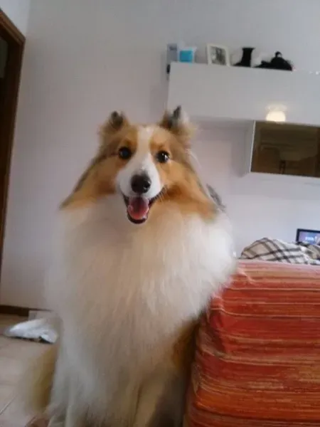 12032076 10207559417533270 3186752210397524339 n