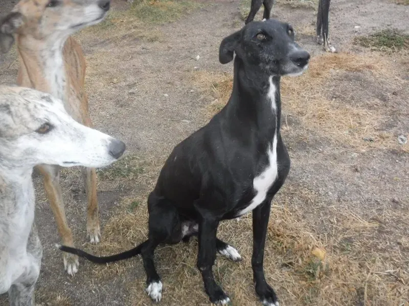 12032283 892230454194144 1774152714391560240 n