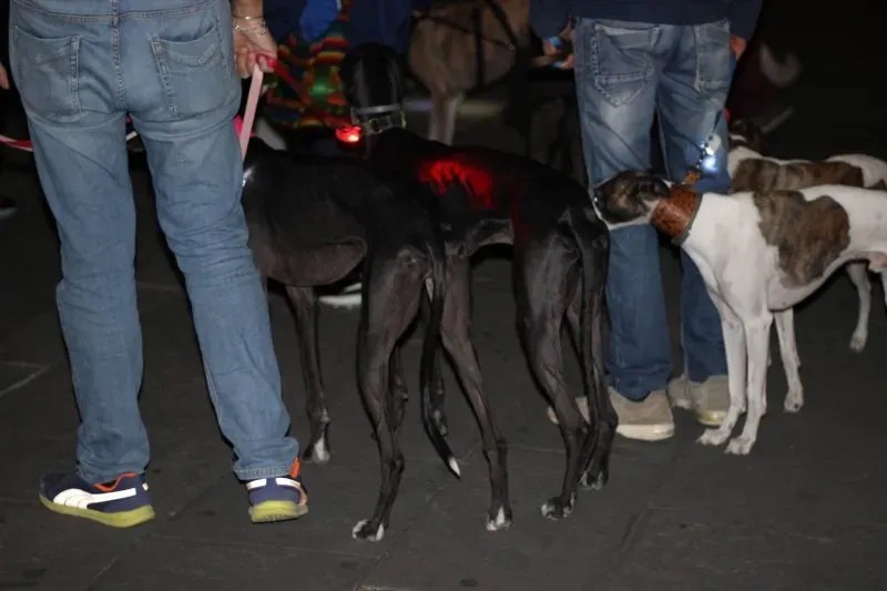 12032888 517884471713410 4564677645946246581 o