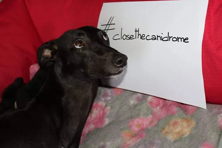 12036653 882623321829074 7080272554305303887 n