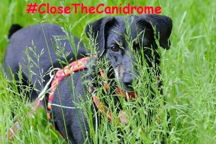 12036807 429165350603858 3612769297252025019 n