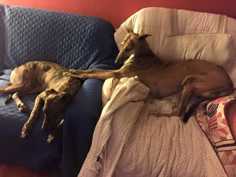 12037959 911360955622175 1226297728255217860 n