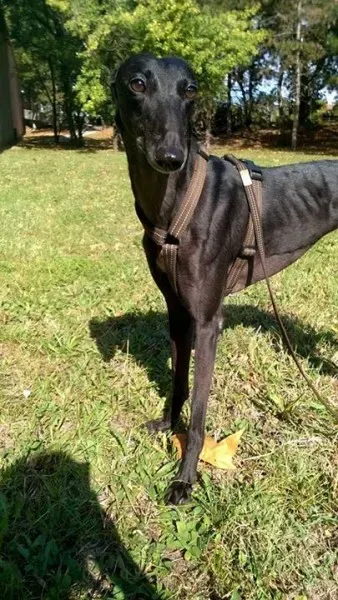 12037994 1614634992133353 5026234200601266637 n