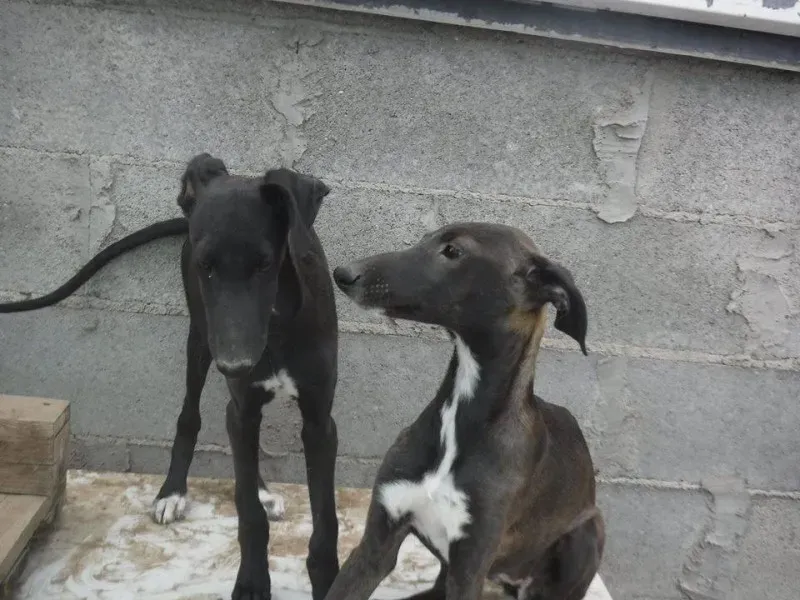 12038209 892230867527436 3395467292578373083 n