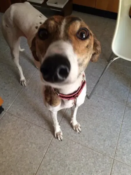 12038281 1501323536853868 6559772402130738506 n