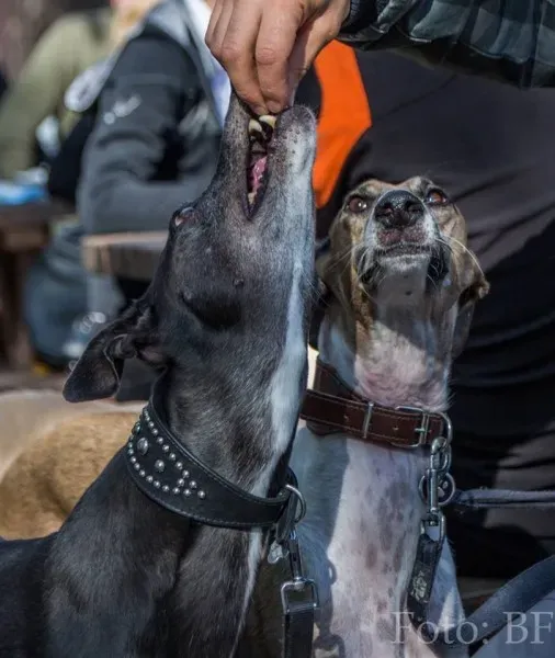 12038468 177496492590385 3065321168307756887 n1