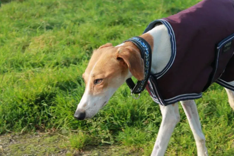 12038834 1082121475138884 2259355013180875251 o