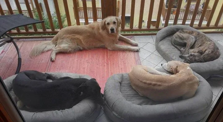 12039339 10206694624516819 7649251450057848940 n