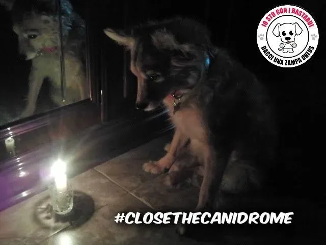 12039727 430139423861500 8028166319162138554 n