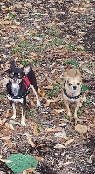 12039734 10207978697608756 3241712456275307918 n