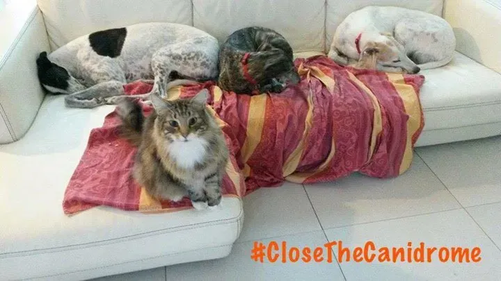 12042878 985335164820198 5022704554398469443 n