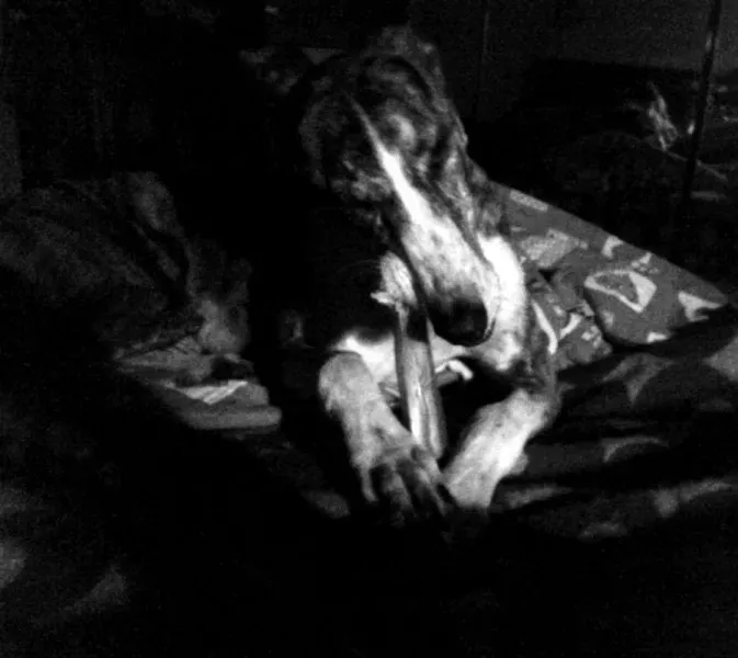 12043088 10205251311738669 8381478561739268377 n