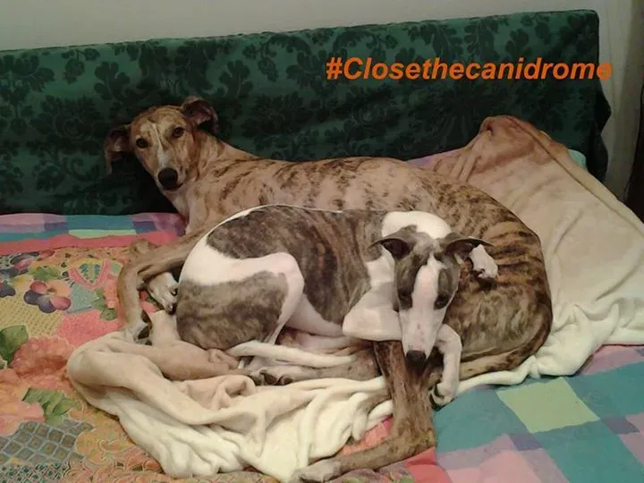 12046701 898357330248123 9148456866286525290 n