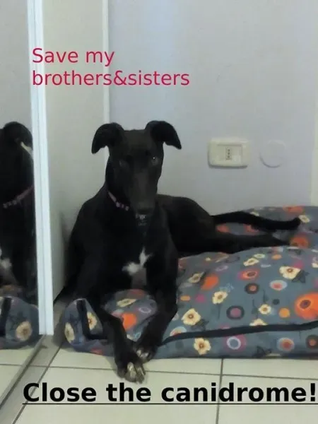 12046992 10153581931090912 1391326642113592222 n