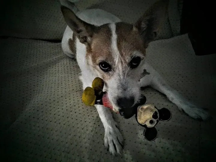 12047152 1655603801350311 7187794138118517886 n