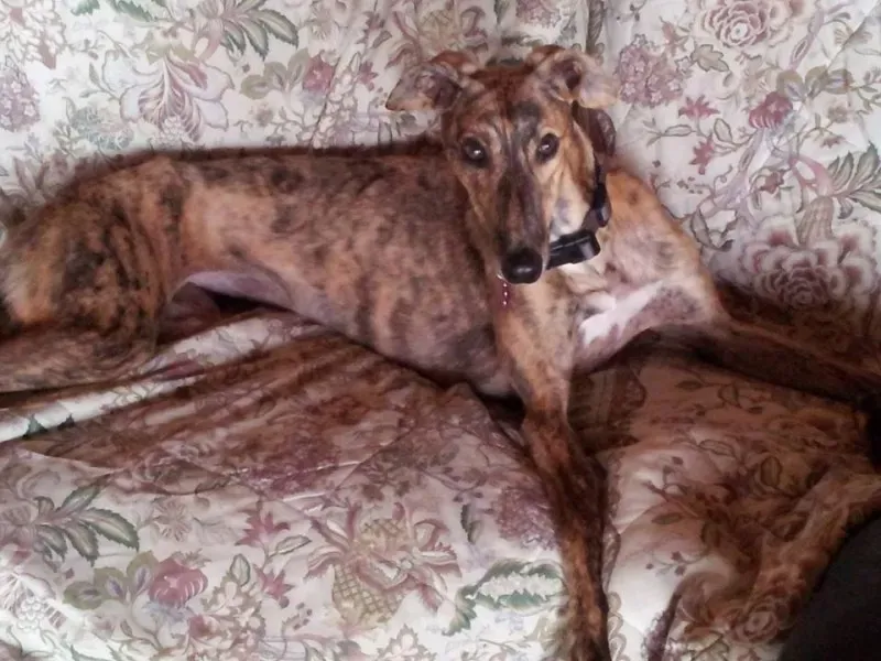 12063339 915958308495773 2013260885693566191 n