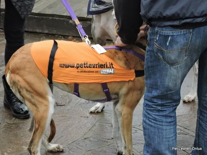 12063635 918535588230297 4925298605478277429 n