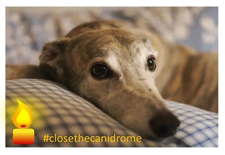 12063646 1062841027060741 495210573640876290 n