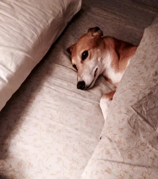 12063852 575319499305766 1073300657615539620 n