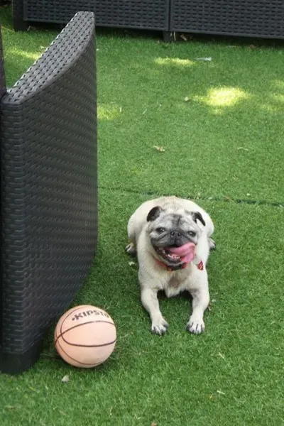 12063889 10206824240637447 7209407287764768189 n