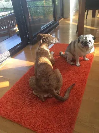 12065491 764288437030495 3247756260582435917 n