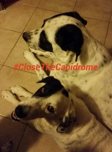 12065647 431796750349114 1699115507439554712 n