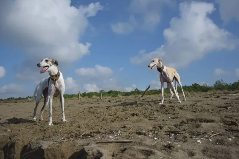 12065861 1485284848440033 8046986609635638740 n