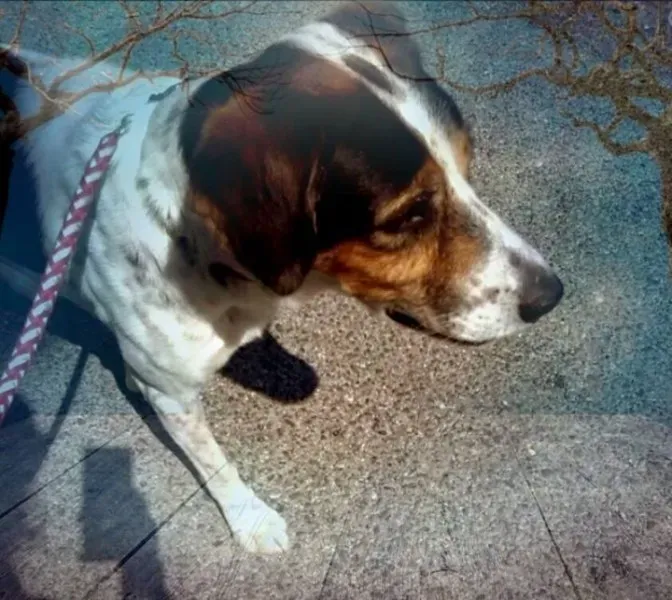 12066063 1655604014683623 4429152252485037385 n