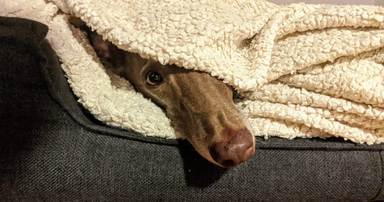 120703759 10157749052027475 6550307500962291510 n