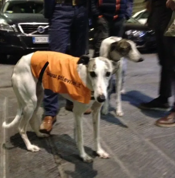 12072593 10205956603686604 5594249114835572446 n