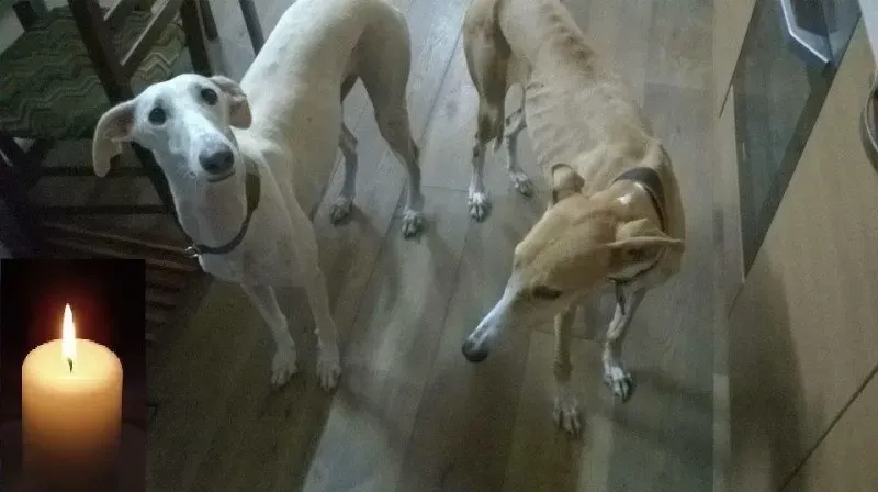 12075021 10205956604286619 7506153333001299198 n