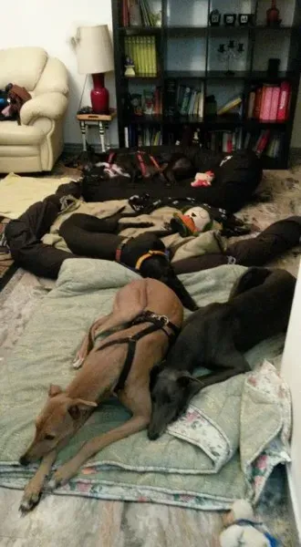 12079066 10206352296984109 6662363514928009617 n