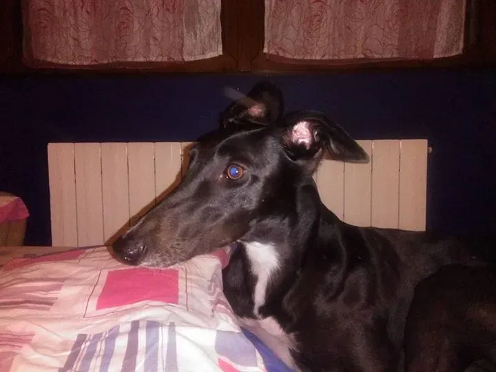 12079713 1642209109354968 1854751635658059095 n